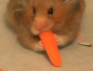 Hungry Hamster Eats Everything in Sight